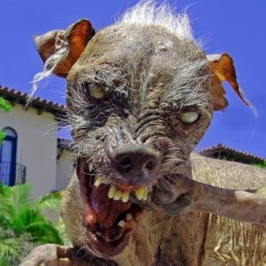 Meet your Posher, Bob